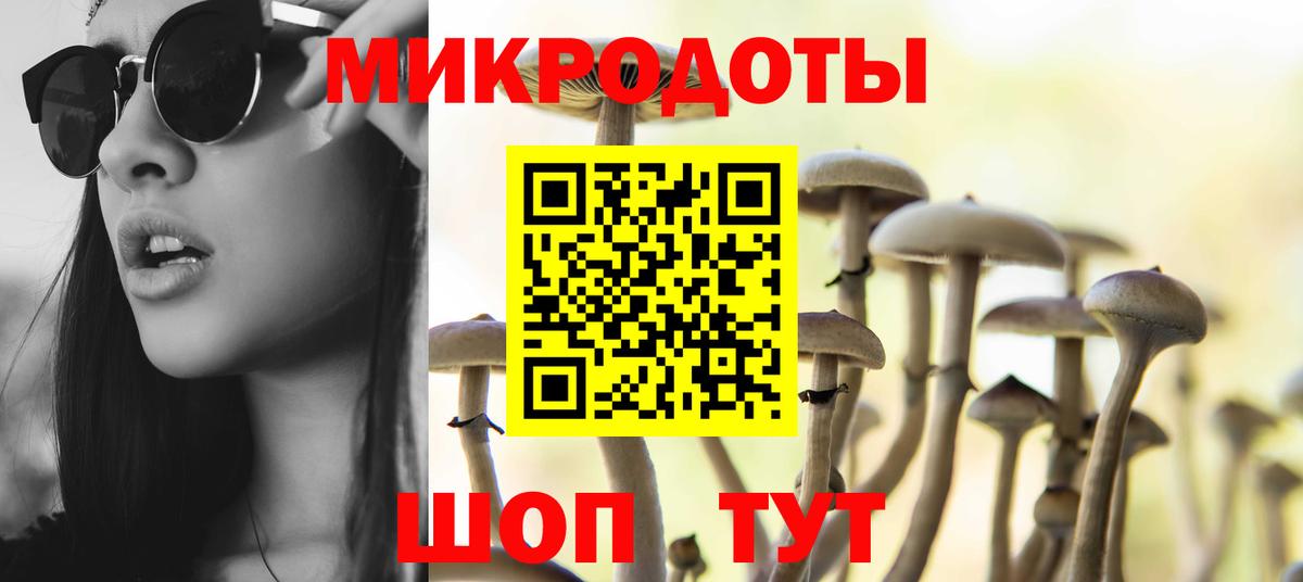 Галлюциногенные грибы Psilocybe Северск